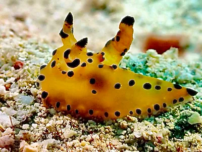 Philippines underwater photograph, 2026