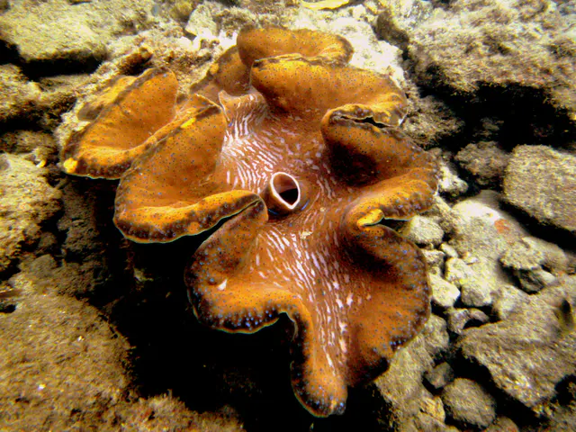 Giant Clam and its exhalant siphon.    See Paul Humann, et al, Reef Creature Identification - Tropical Pacific (2010) at page 390.
