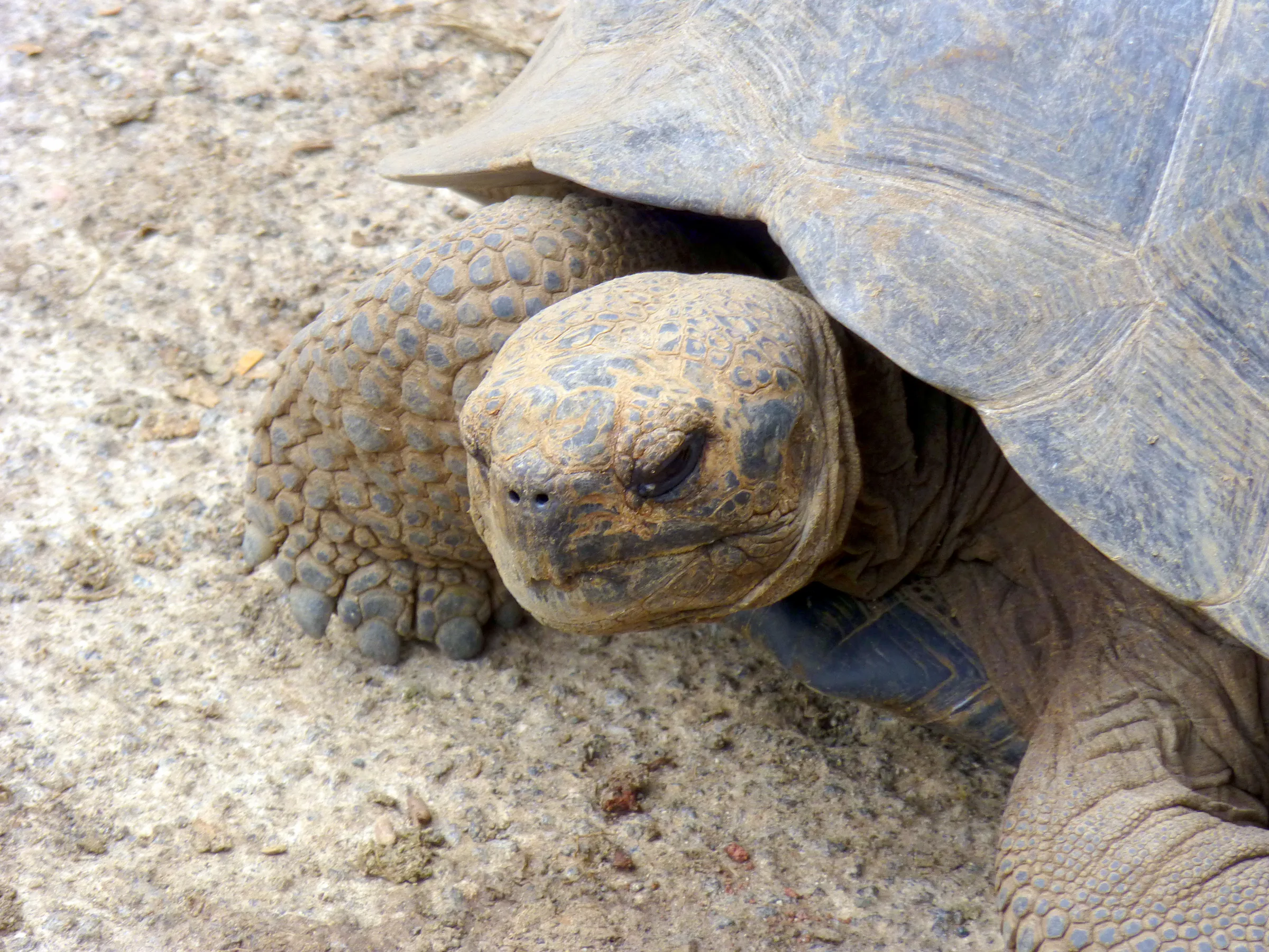 Giant Tortoise