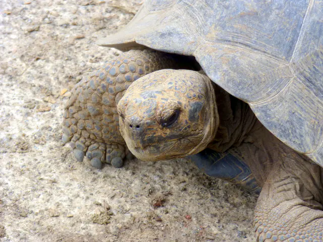 Giant Tortoise