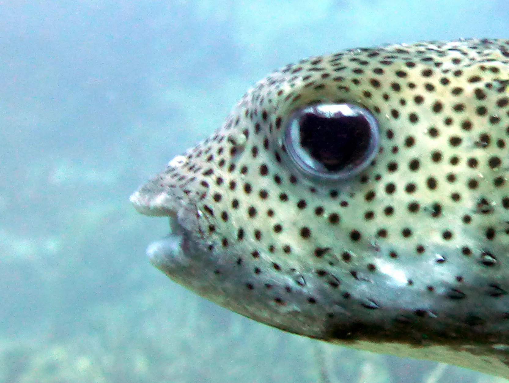 Porcupine Pufferfish, Bonaire, 2013