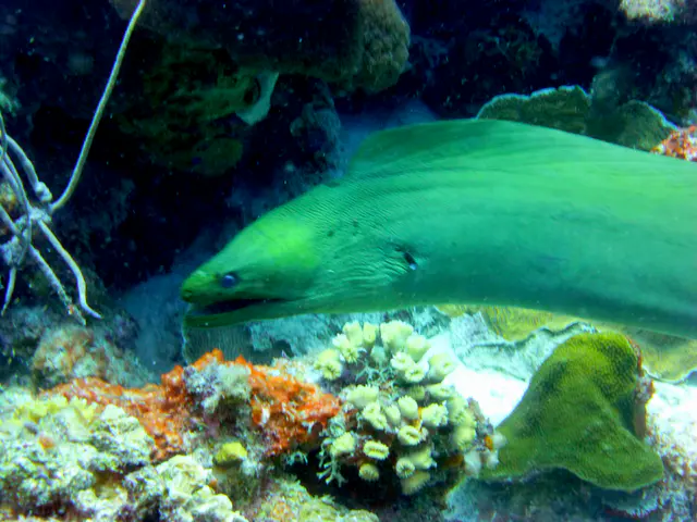 Underwater photograph by Joel Bergsma