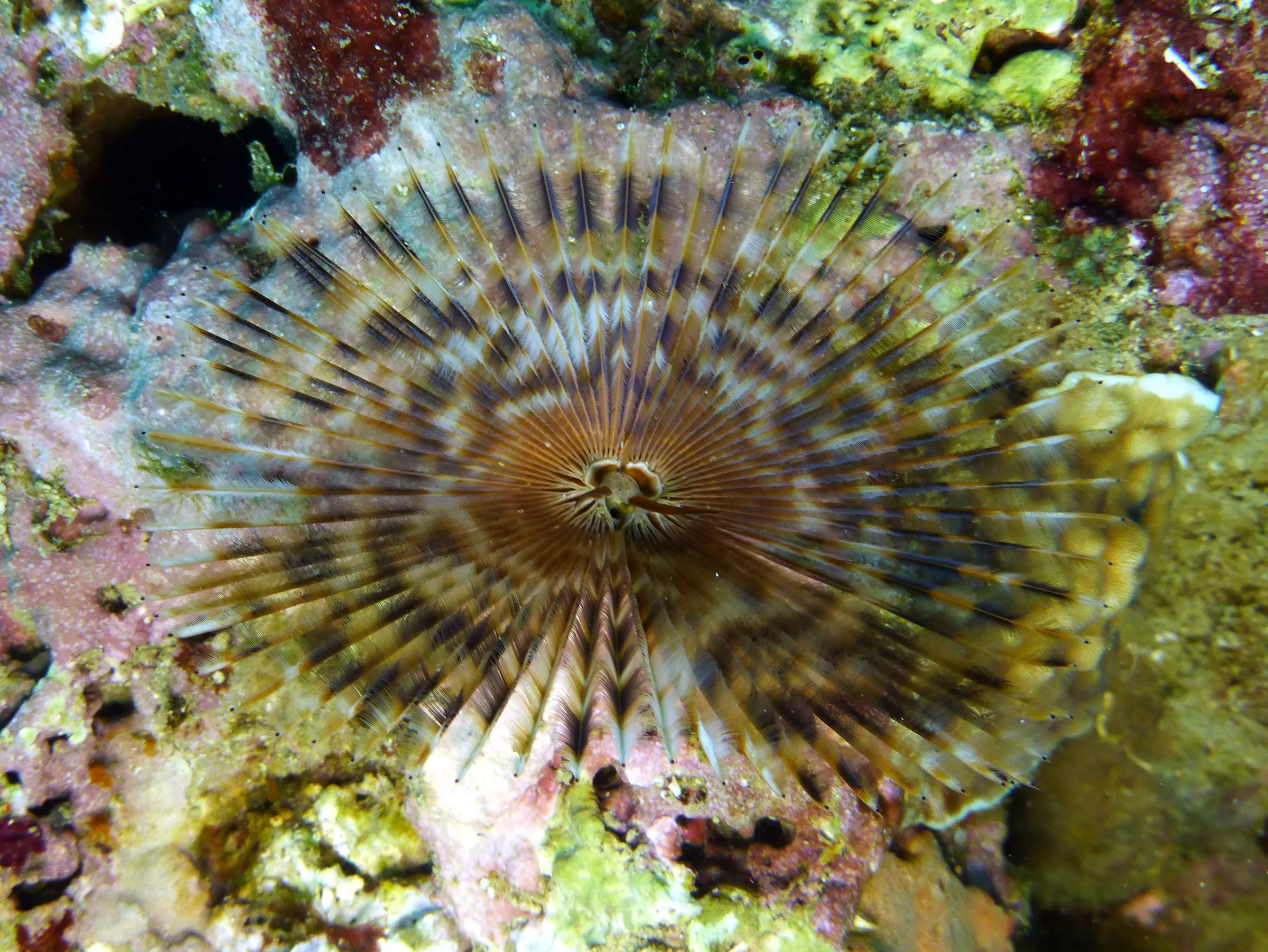 Feather Duster Worm, Philippines, 2014