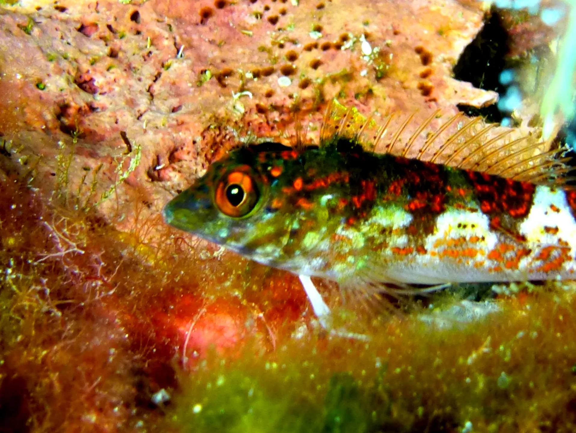 Saddled Blenny, Cayman Islands, 2014