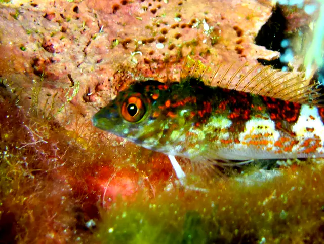 Underwater photograph by Joel Bergsma