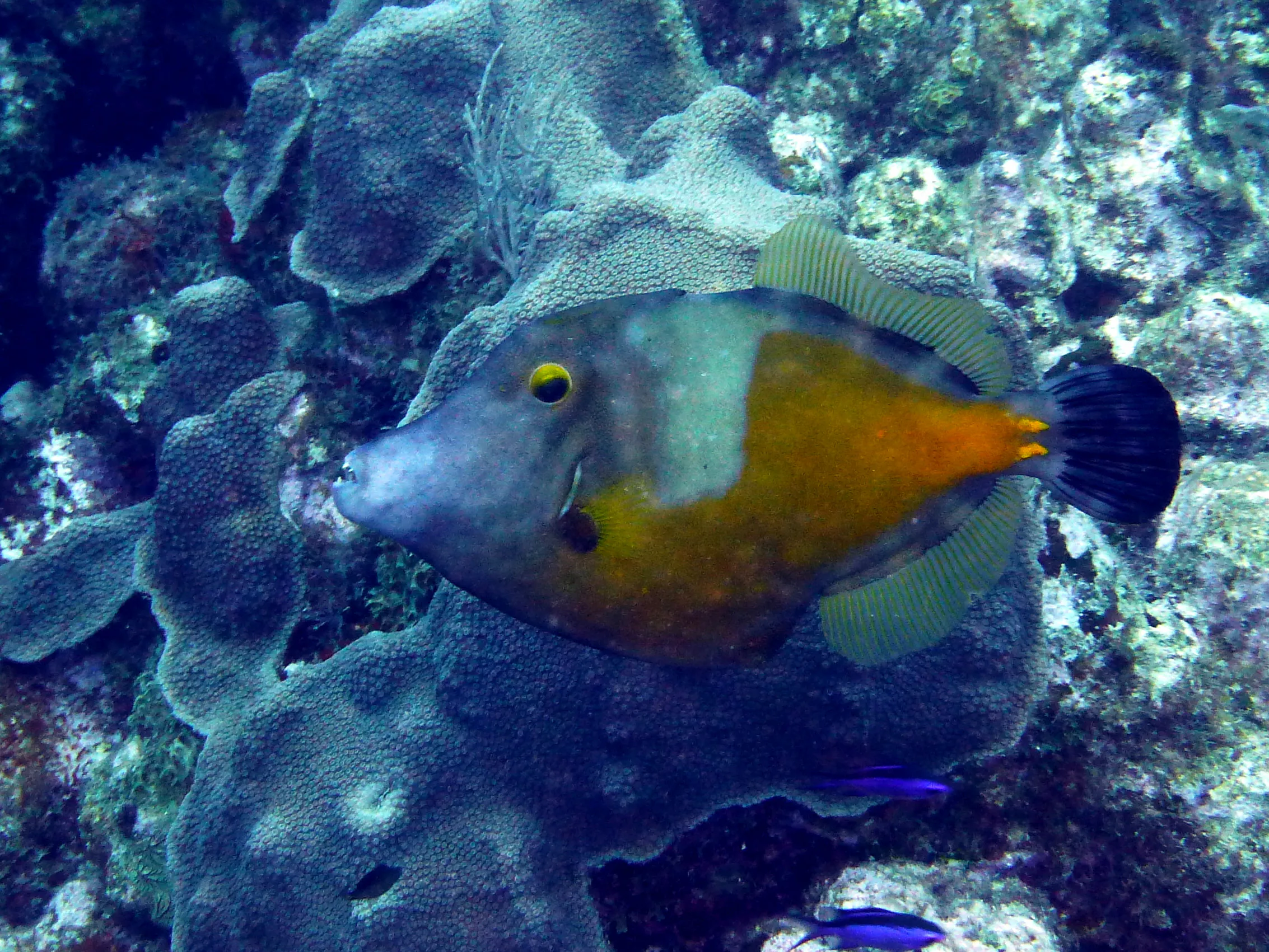 Filefish, Bonaire, 2013
