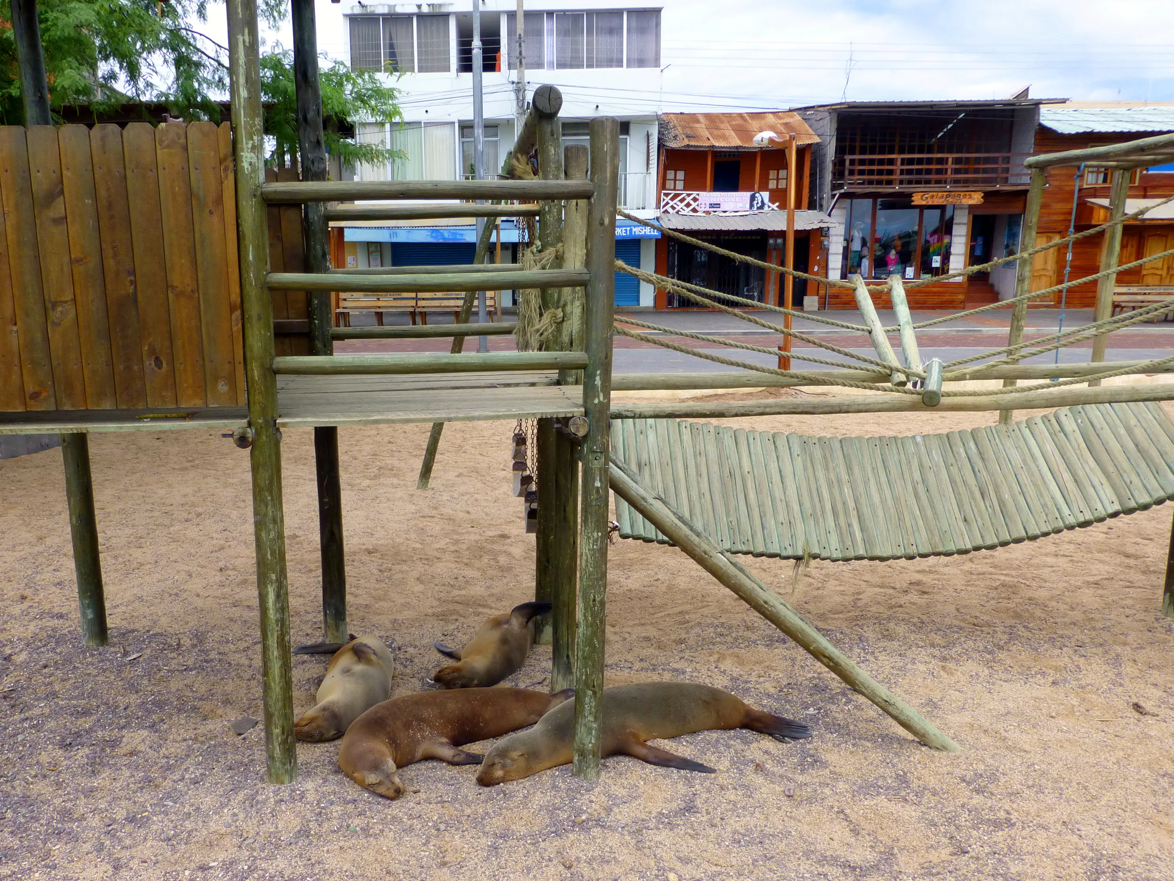 Sea lions rest in a children's park. Puerto Baquerizo Moreno, San Cristobal Island.