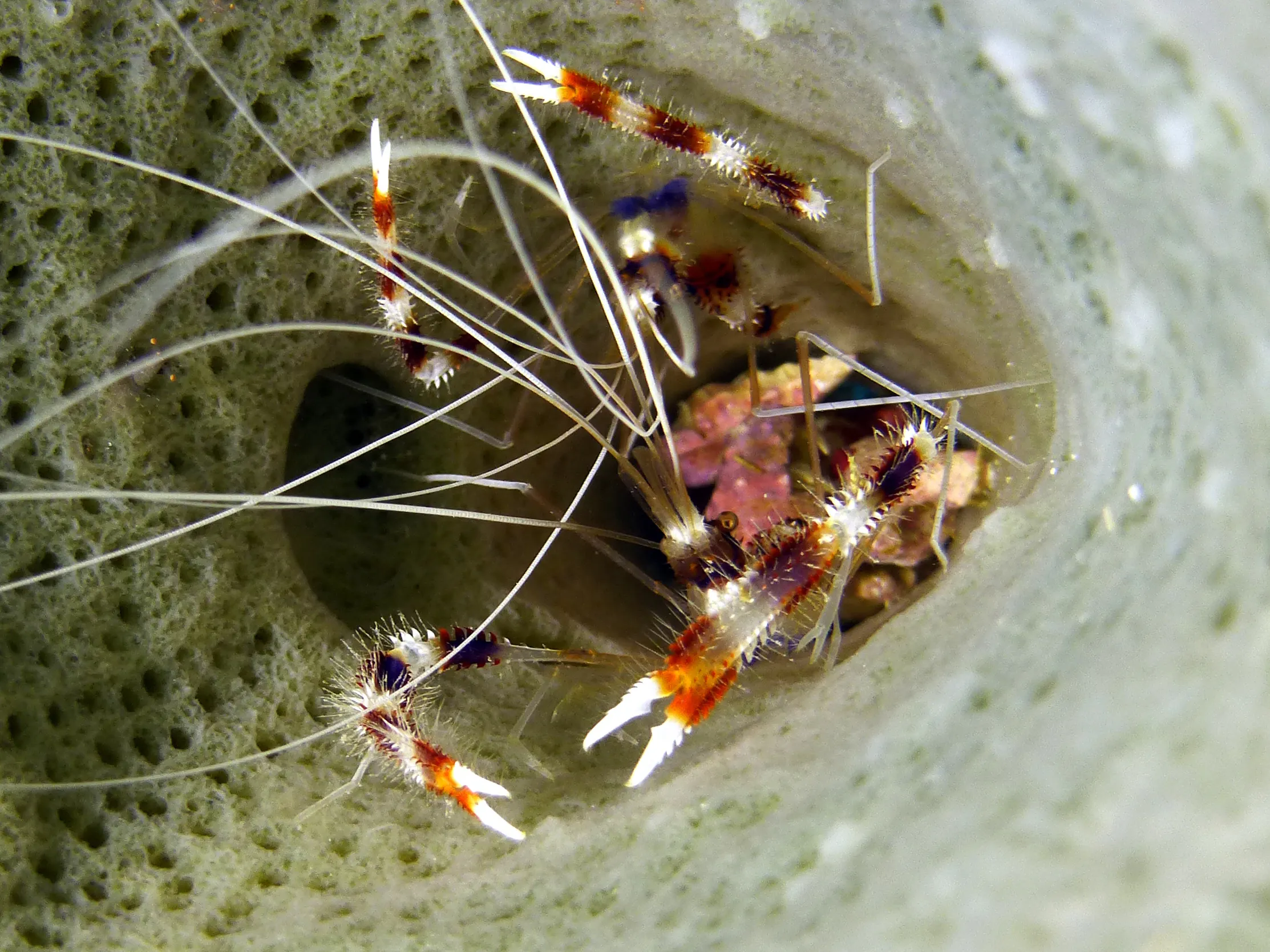 Banded Coral Shrimp, Belize, 2017