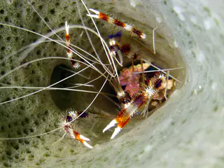 Underwater photograph by Joel Bergsma