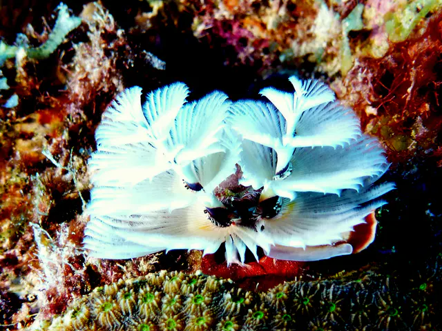 Underwater photograph by Joel Bergsma