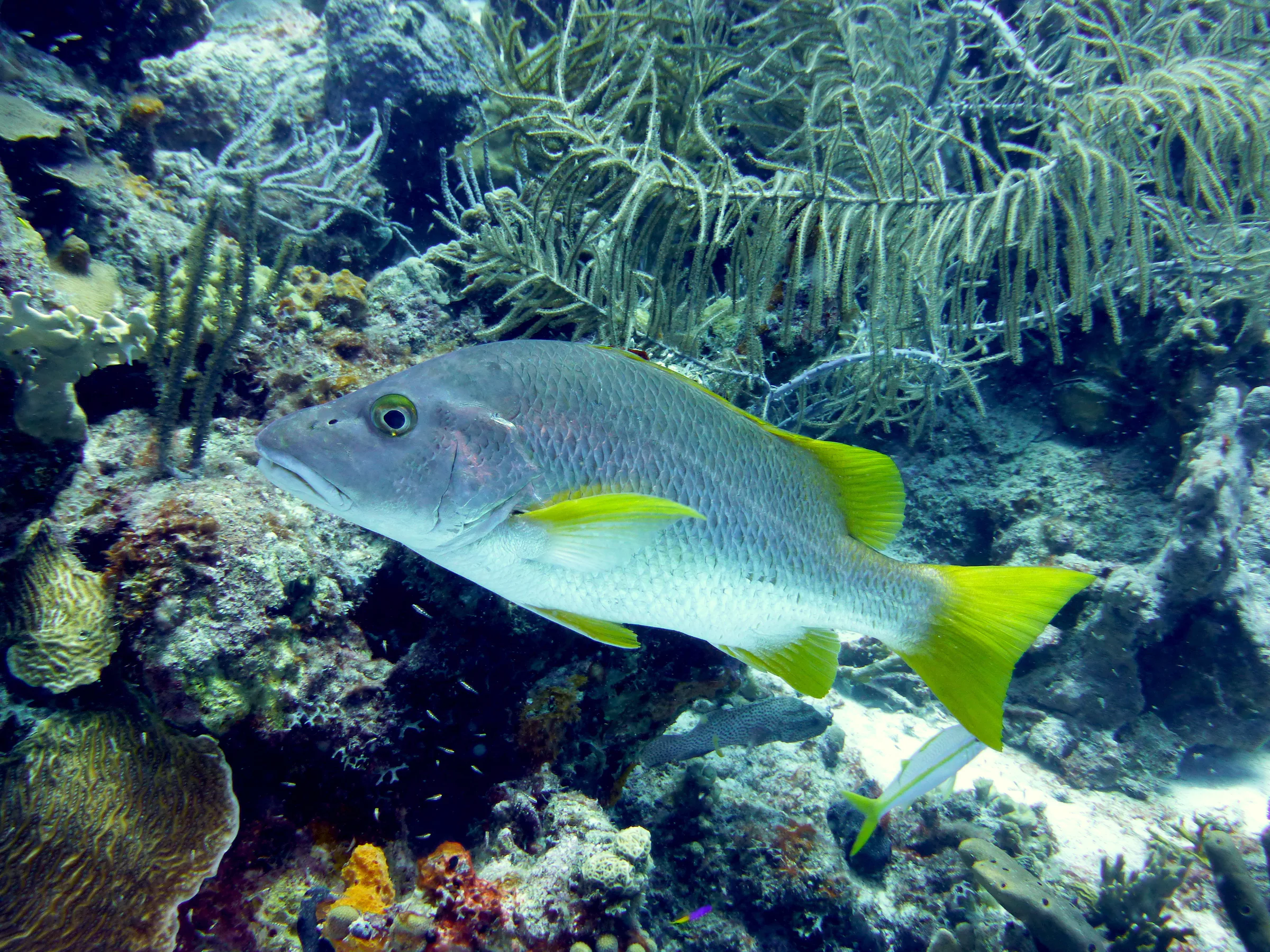 Schoolmaster Snapper, Bonaire, 2013