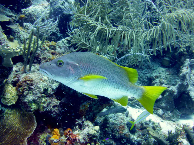 Underwater photograph by Joel Bergsma