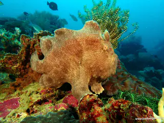Underwater photograph by Joel Bergsma
