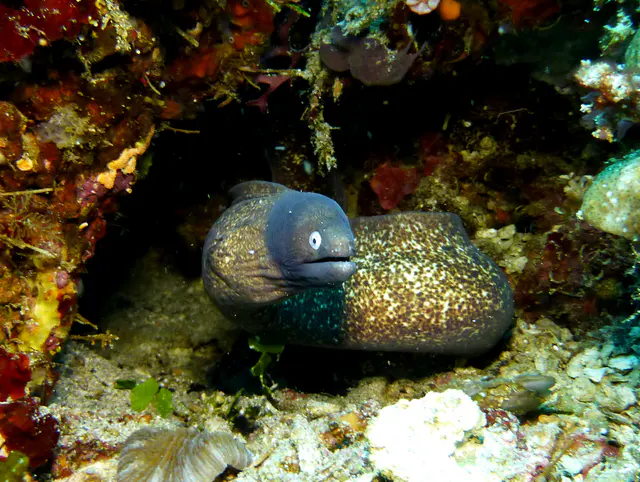 Underwater photograph by Joel Bergsma