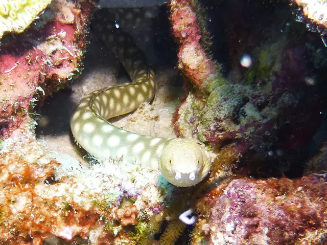 Underwater photograph by Joel Bergsma