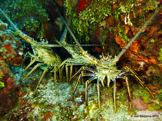 Underwater photograph by Joel Bergsma