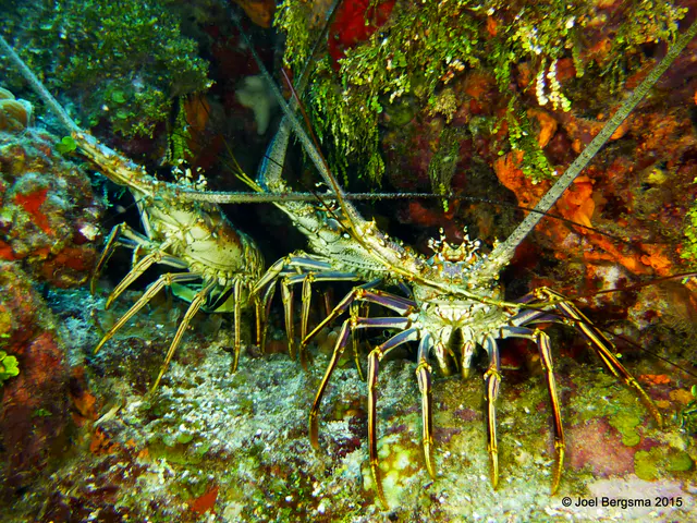 Underwater photograph by Joel Bergsma
