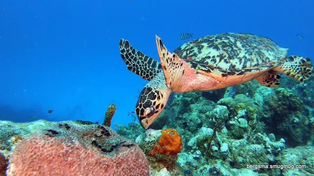 Underwater photograph by Joel Bergsma