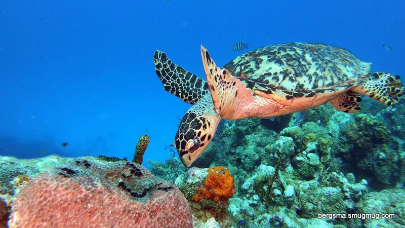 Underwater photograph by Joel Bergsma