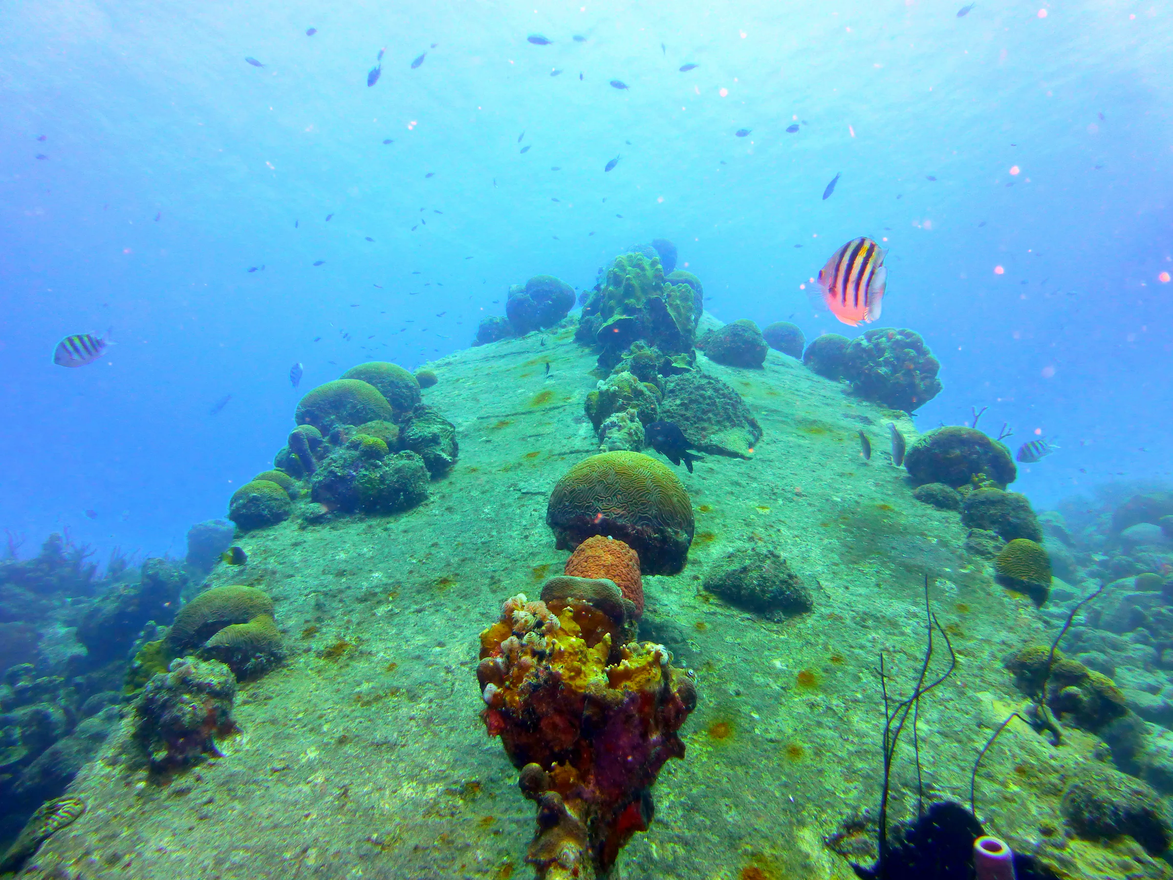 Bonaire underwater photograph, 2013