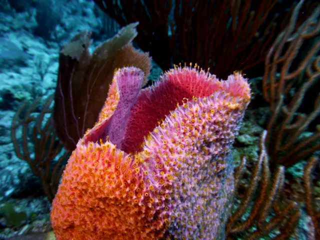 Underwater photograph by Joel Bergsma