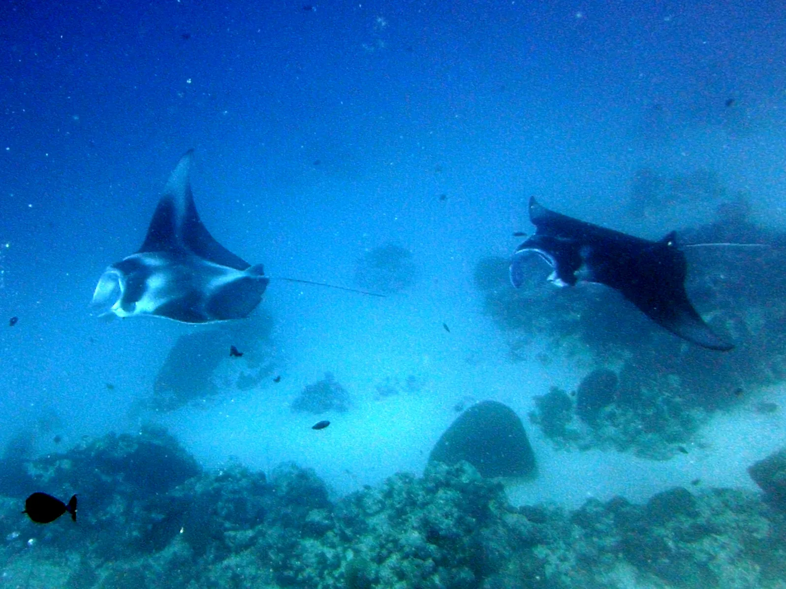 Manta Ray, Palau, 2013