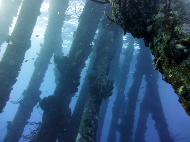 Underwater photograph by Joel Bergsma