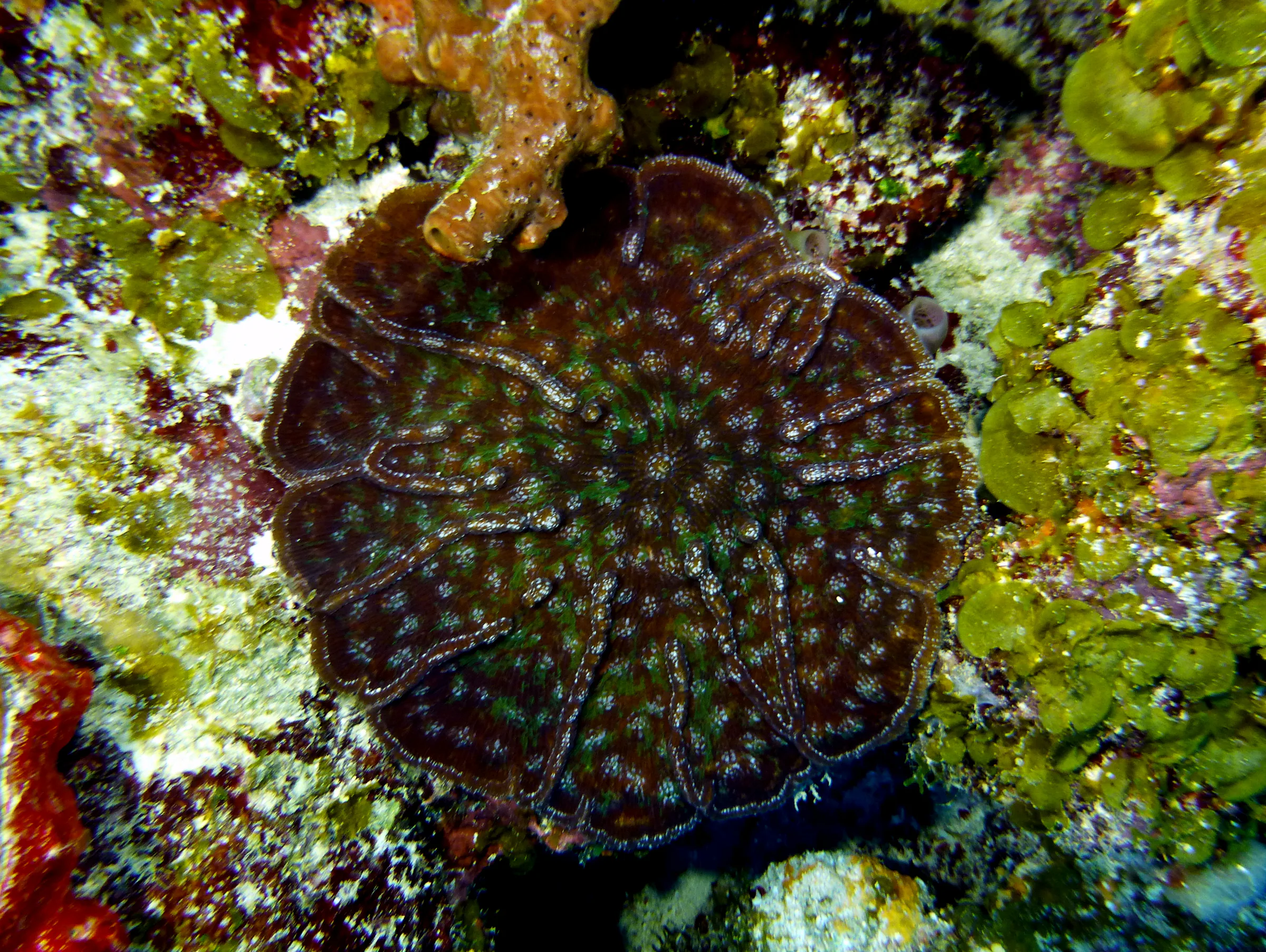 Belize underwater photograph, 2017