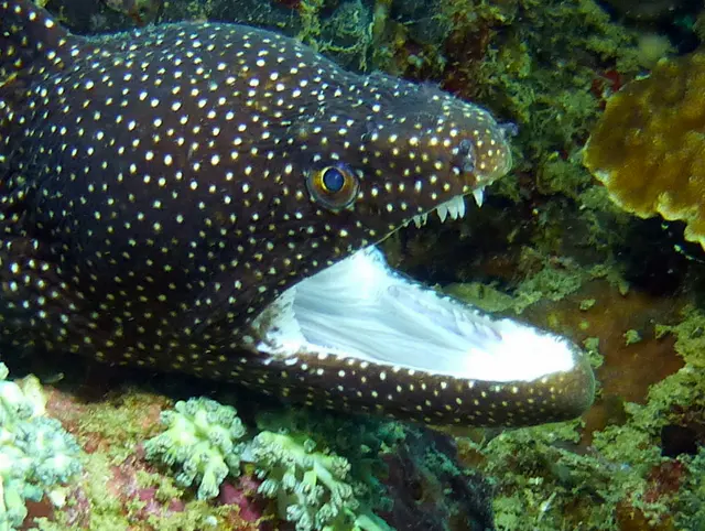 Underwater photograph by Joel Bergsma