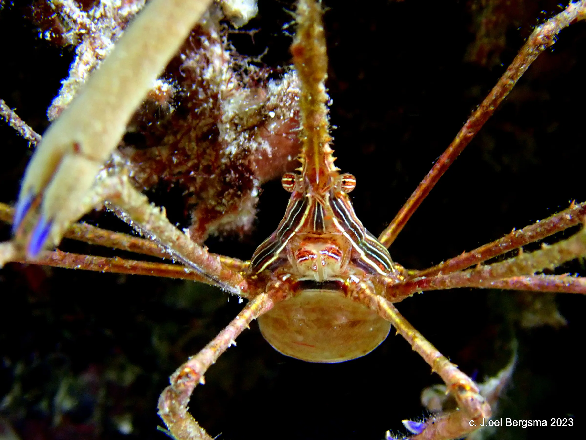 Cozumel underwater photograph, 2023