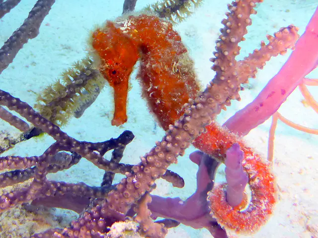 Underwater photograph by Joel Bergsma