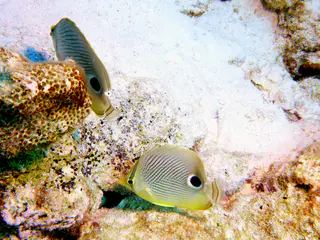 Underwater photograph by Joel Bergsma