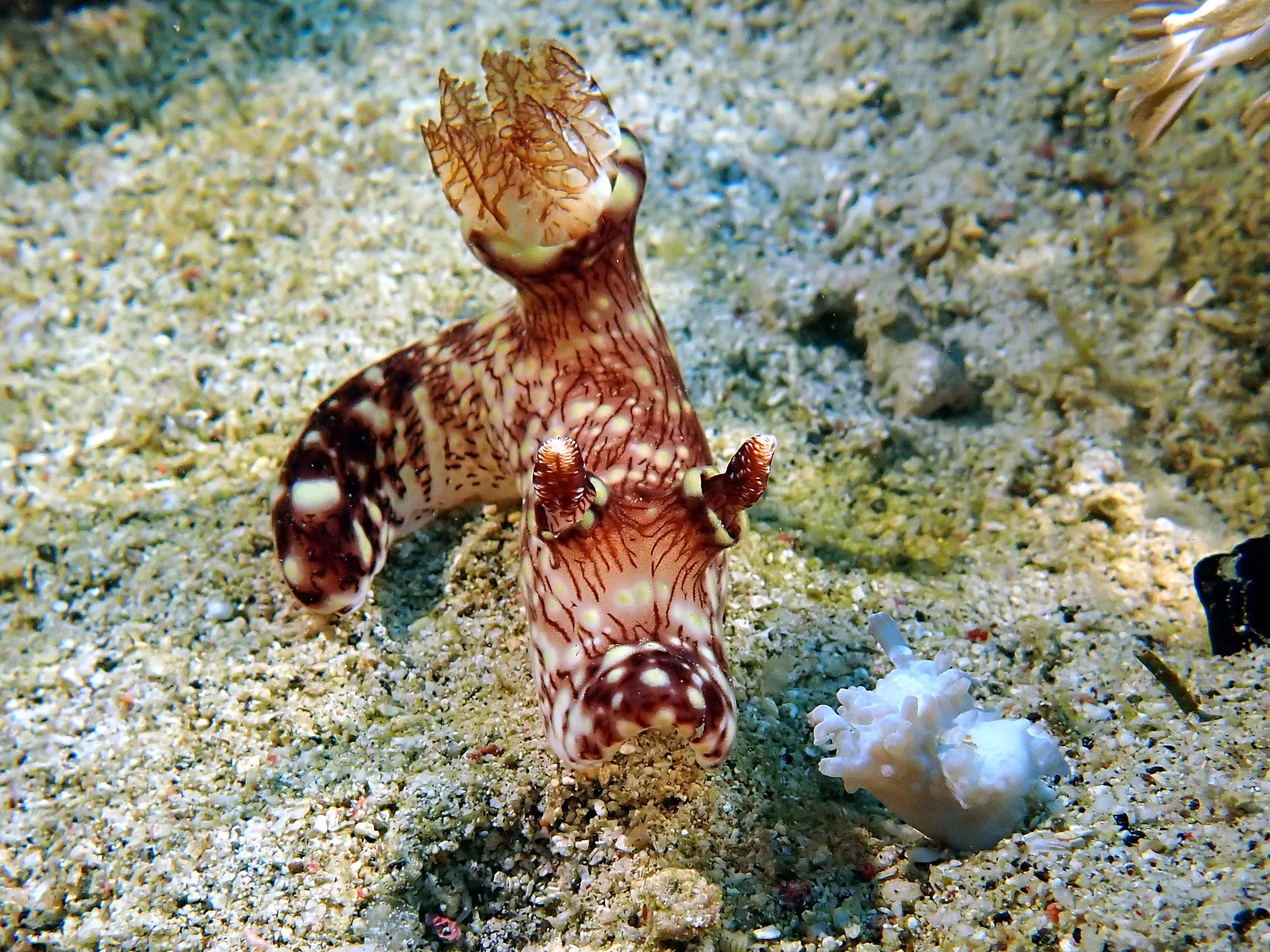 Philippines underwater photograph, 2024