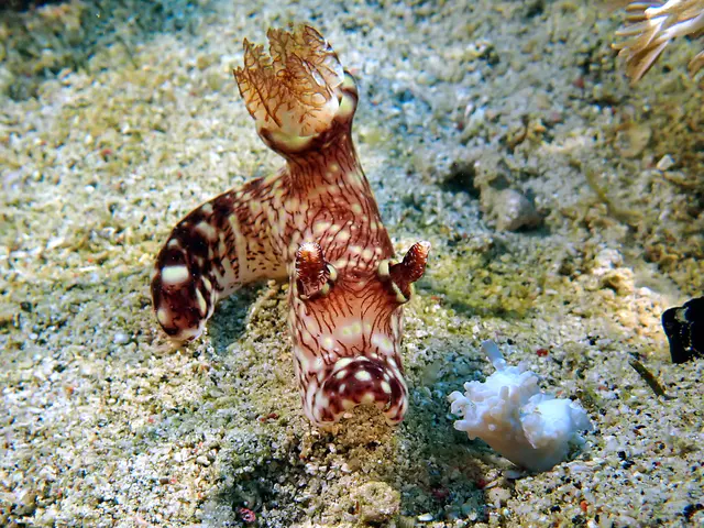 Underwater photograph by Joel Bergsma
