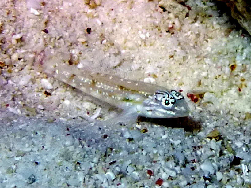 Bonaire underwater photograph, 2013