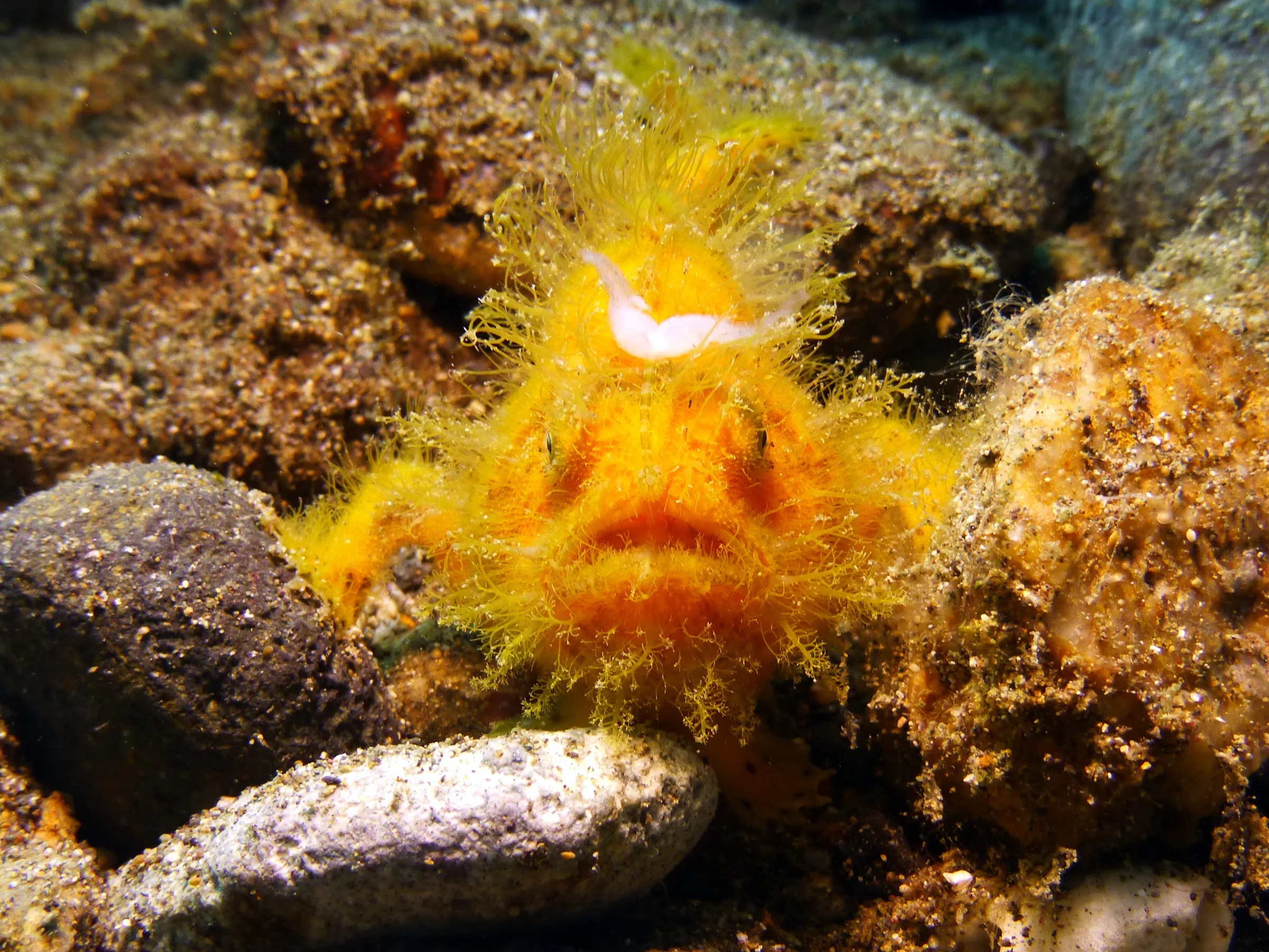 Hairy Frogfish, Philippines, 2014