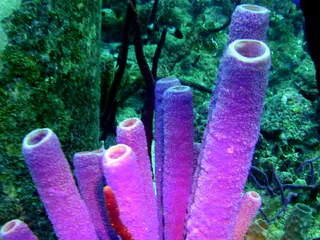 Underwater photograph by Joel Bergsma
