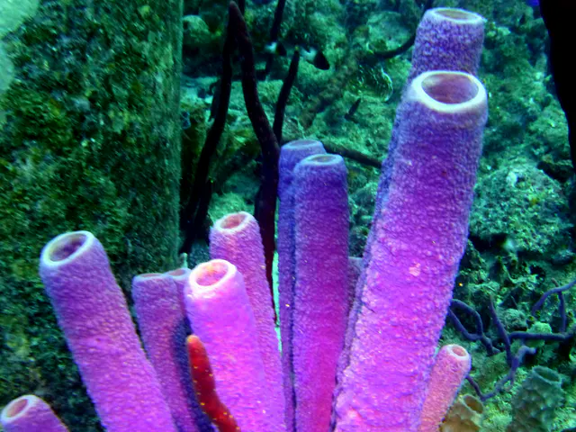 Underwater photograph by Joel Bergsma