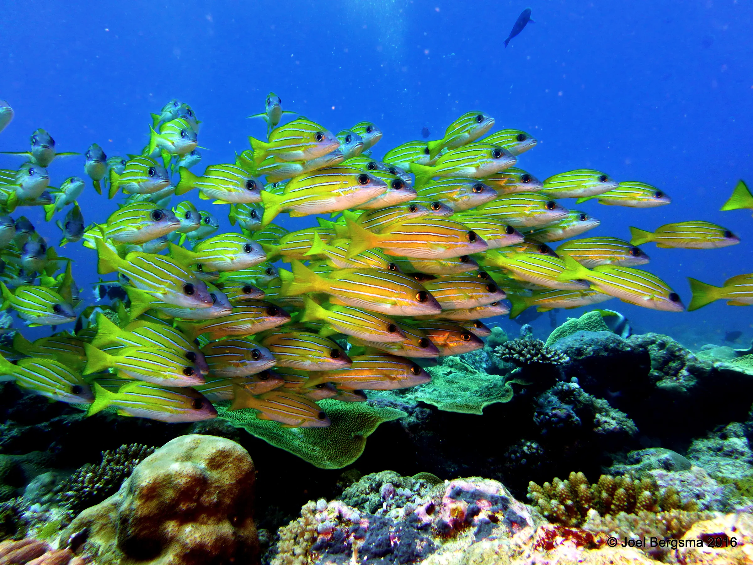 Palau underwater photograph, 2016