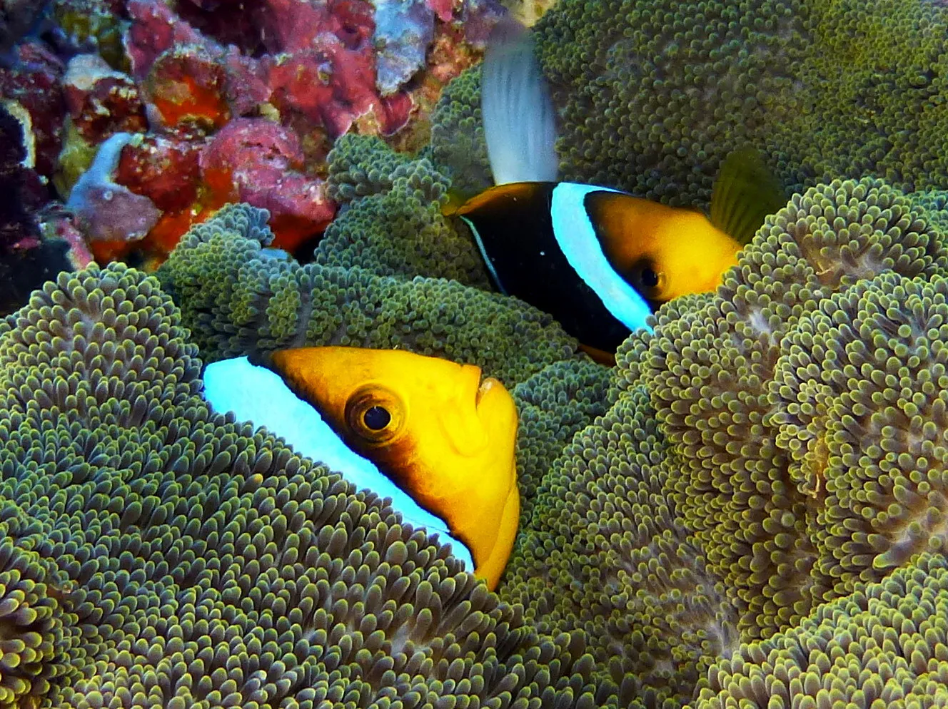 Anemonefish, Palau, 2016