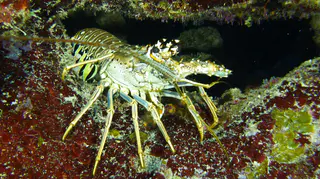 Underwater photograph by Joel Bergsma