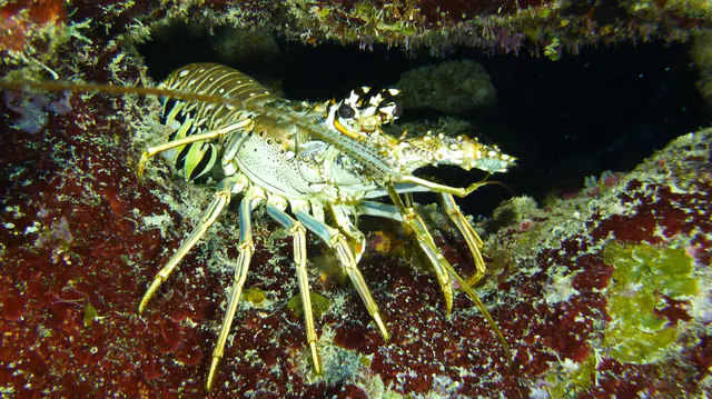 Underwater photograph by Joel Bergsma