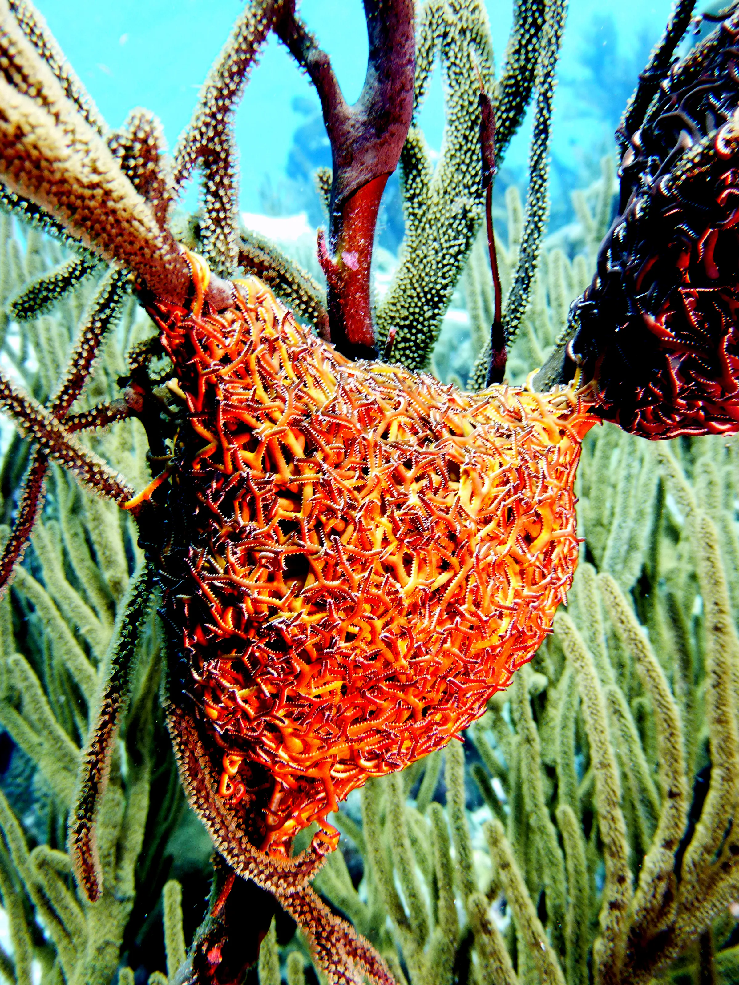 Worm, Bonaire, 2013