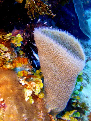 Underwater photograph by Joel Bergsma