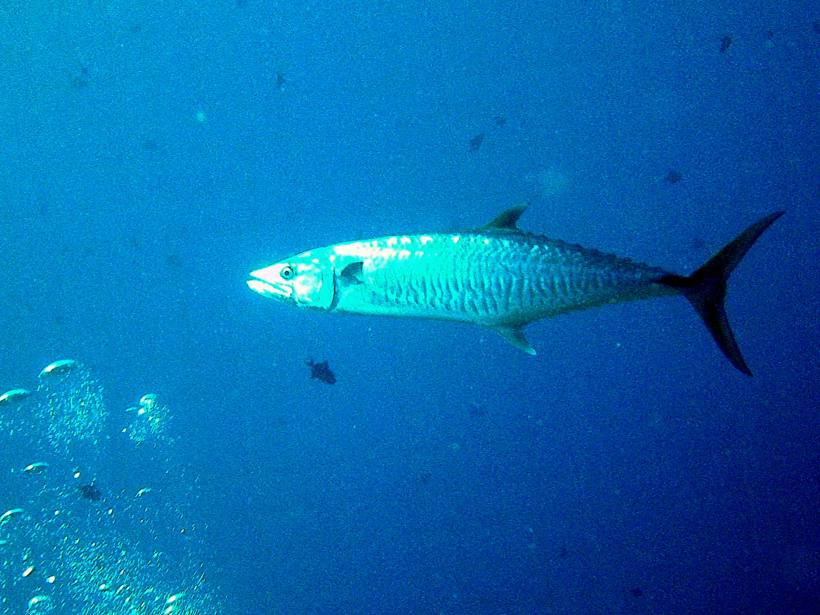 Spanish Mackerel, whose head glows in my flash.