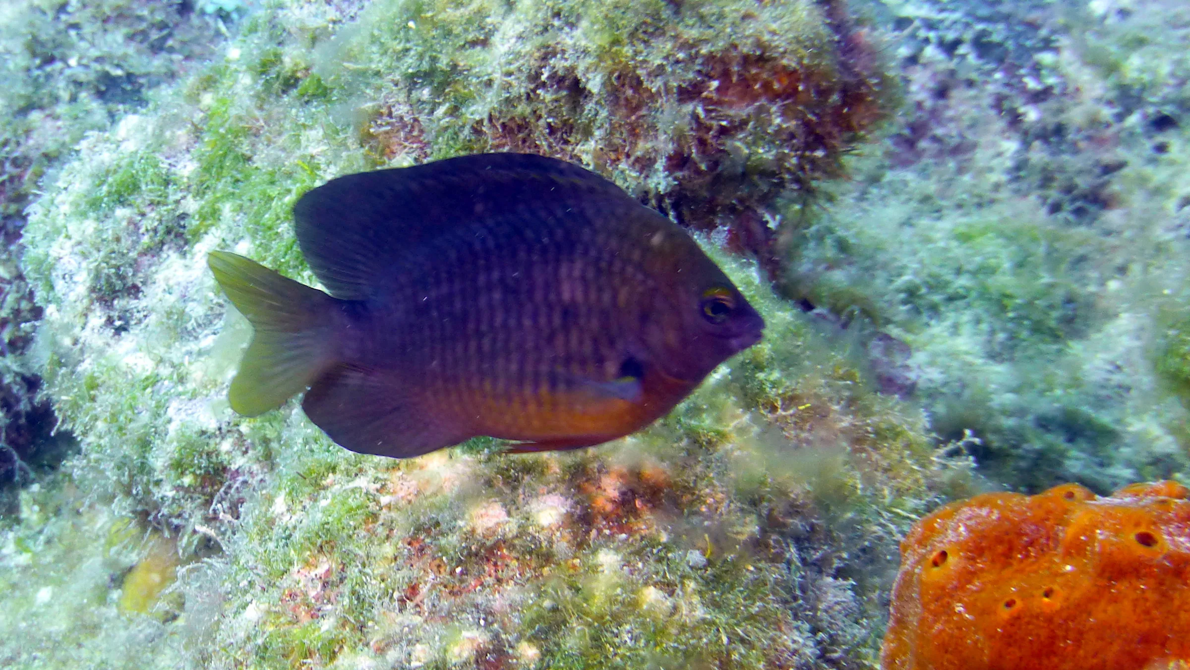 Beaugregory Damselfish, Belize, 2017