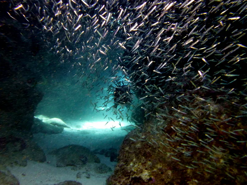 Lionfish, Cayman Islands, 2014