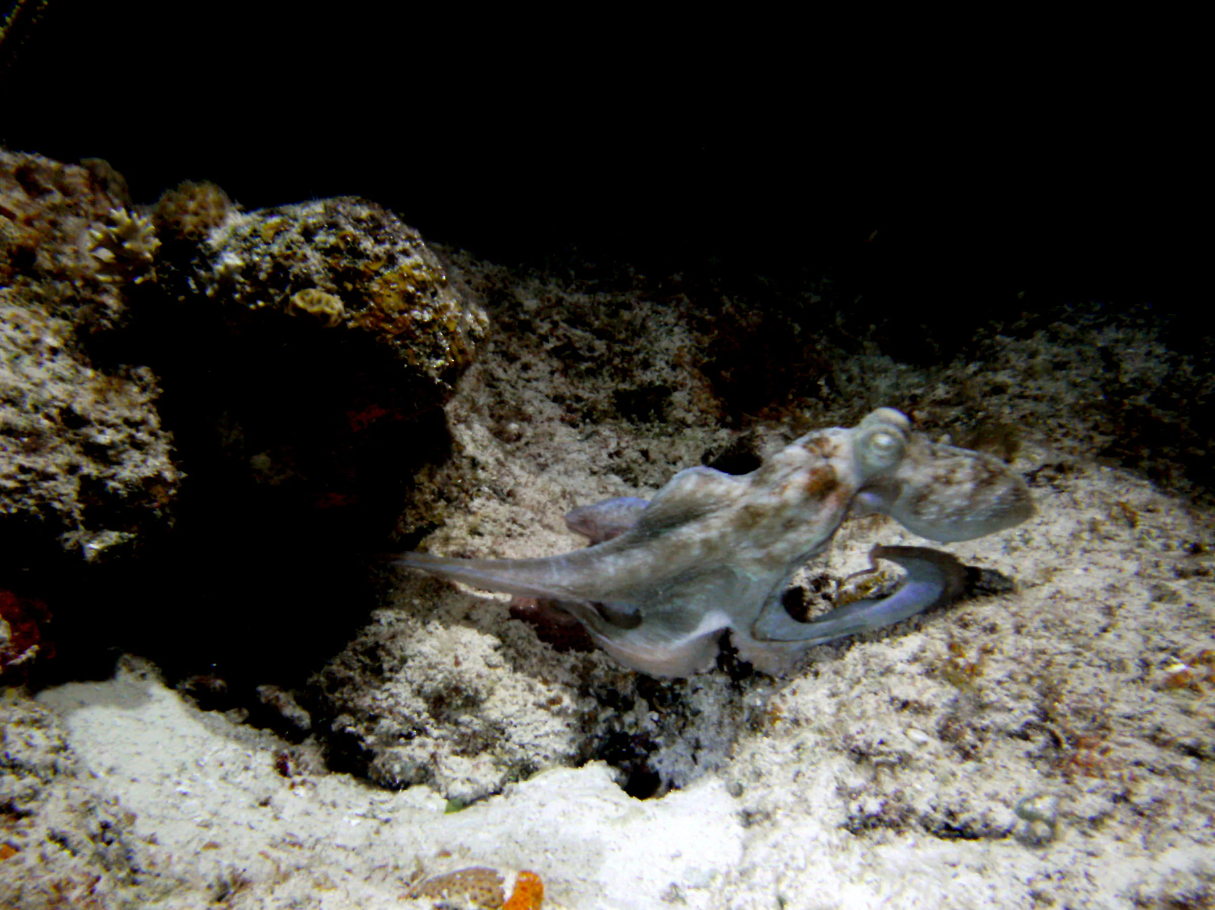 The Octopus is now underway and beginning to form its sleek swimming position with legs behind its body.