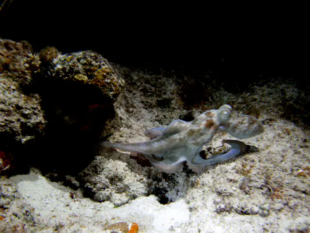 The Octopus is now underway and beginning to form its sleek swimming position with legs behind its body.