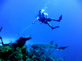 Underwater photograph by Joel Bergsma